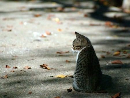 Cat in autumn - autumn, cat, animal, feline, sweet, kitten