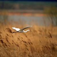 Bird in flight