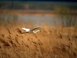 Bird in flight