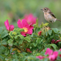 Bird on a blooming tree