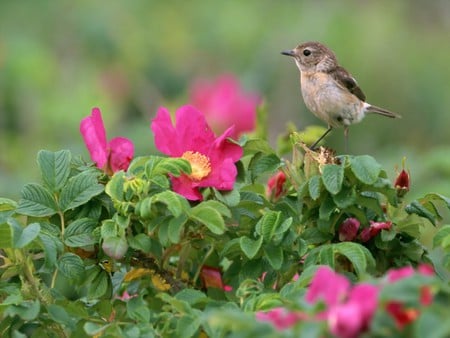 Bird on a blooming tree - blooming, forest, animal, tree, flower, bird, fly