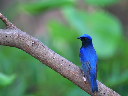 Blue bird - forest, fly, animal, bird, branch, blue