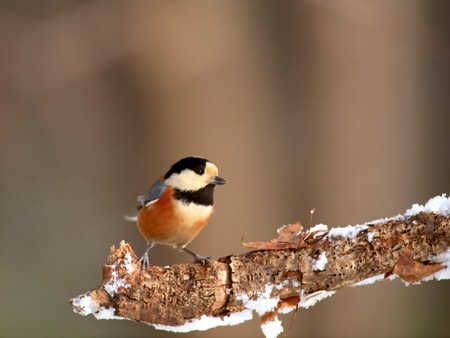 Bird - forest, fly, animal, bird