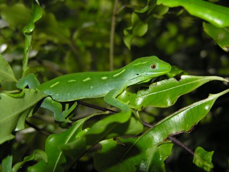 Green frog - forest, animal, frog, nature, green