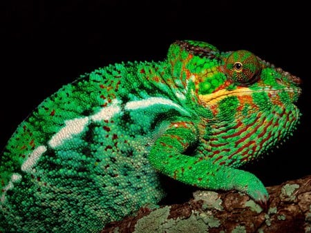 Chameleon - animal, nature, green, change, chameleon