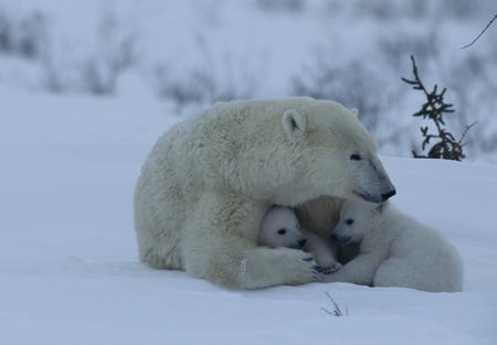 Cuddles - polar, cuddle, snow, cubs, bears, animals