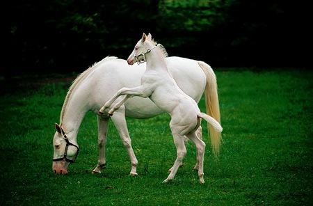 White love - horses, white, green grass, foal, mare, pasture