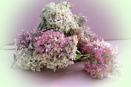 Hydrangea - flowers, white, pink, hydrangea