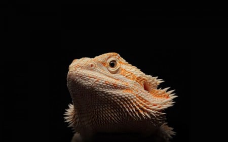 Pogona lizard