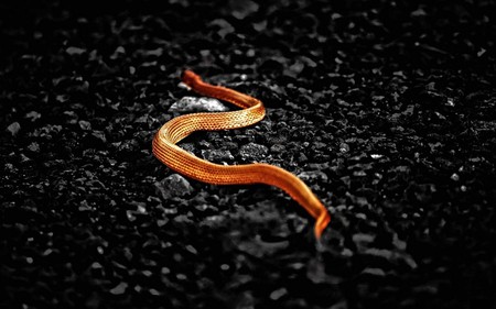 Orange snake - orange, snake, wild, reptil