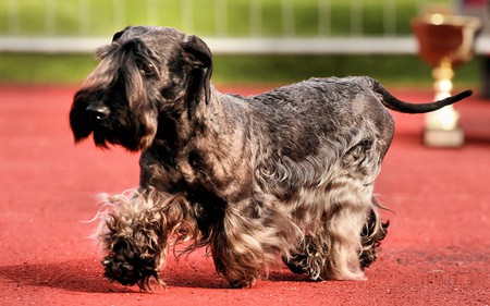 Sweet puppy - animal, sweet, puppy, dog, mammal