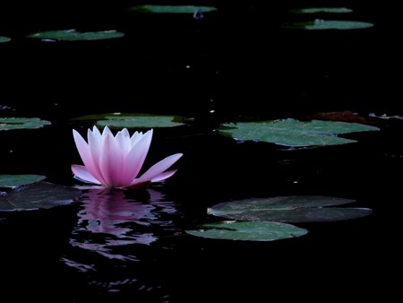 Lotus - lotus, flower, water, nature