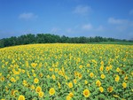 Sunflower field, Japan