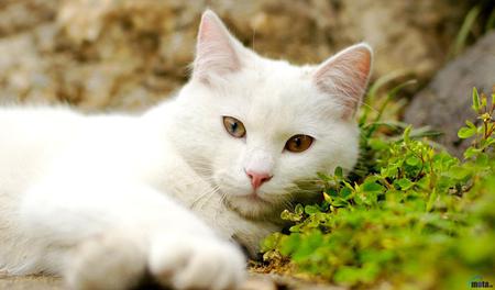 Cat-Sophia - white, cats, animals, beauty, cat, eyes