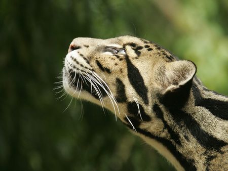 Clouded_Leopard_Nashville_Zoo_at_Grassmere_Tennessee - beauty, leopard, animals, zoo, tiger