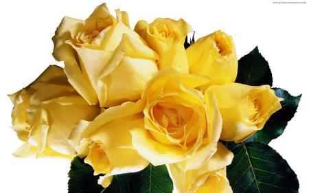 yellow roses - roses, beautiful, bouquet, yellow, still life