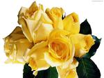 yellow roses