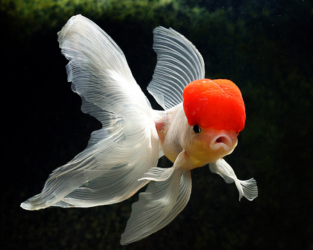 My_Goldfish - white, beauty, oranda, hat, animals, red, fish, koki