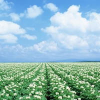 Field of flowers Japan