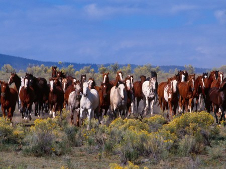 Horses - horse, animal, field, life, nature, grass