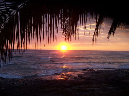 A Tropical Sunset - beach, tropics, palm tree, romance, sunset