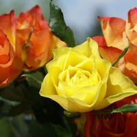 Mixed roses