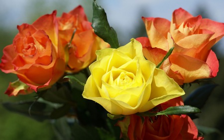 Mixed roses - bouquet, flower, yellow, rose