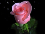 Lonely pink rose