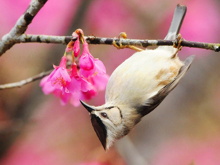 caramelie - bird, cute, inverted, flower, pink