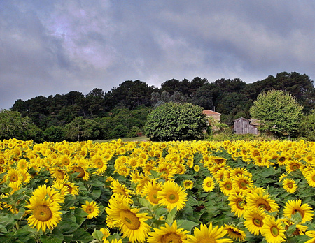 Sun lovers - clouds, trees, sunflowers, yellow, image, landscape, photo, flowers, popular, nature, picture, field, farm, sky