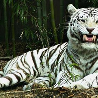 Albino-tiger