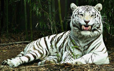 Albino-tiger - white, nature, trees, eyes, animals, albino, tiger