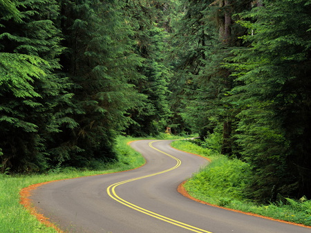 on the road - nature, trees, forest, landscape, green, road