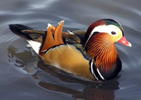 Real body art - colours, duck, animal, water, real, art, wallpaper, body