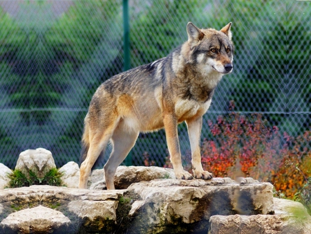 LONE WOLF - wolf, beauty, predator, standing, hunter