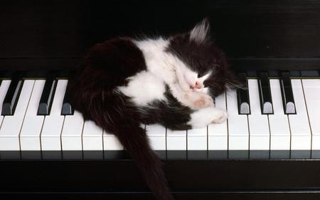 Cat-dreaming - piano, dream, cat, music, white, sleep, balck, cats, animals