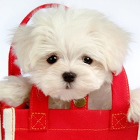 Cute little doggy