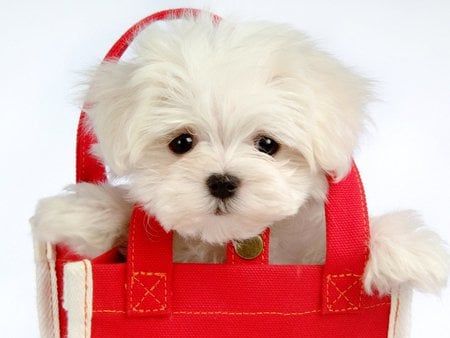 Cute little doggy - cute, dog, white, red