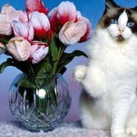 Cat-and-tulips