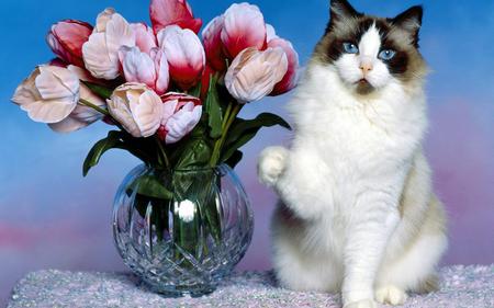 Cat-and-tulips - beauty, cat, animals, eyes, tulips, cats, colors, flowers, flower