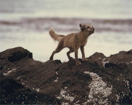 Wandering in the wilderness - photograph, alaska, wallpaper, animal, rocks, photo, arctic, fox, wilderness, picture, wild, nature, wandering