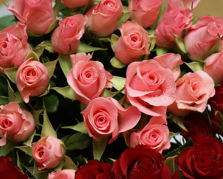 Beautiful roses - nature, amazing, roses, pink, red, flowers, bouquet