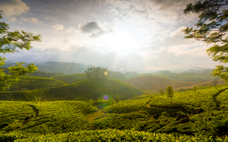 The Hills of Munnar - beautiful, hills, misty, sun, beams, tea, clouds, nature, plantation, green