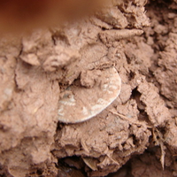 coin in the mud