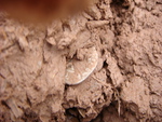 coin in the mud