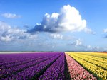 colorful flower field