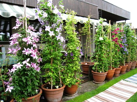 Clematis - clematis, house, pots, grass