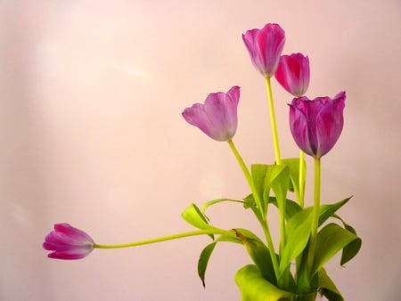 For Ramy - tulips, purple, spring, light, green leaves