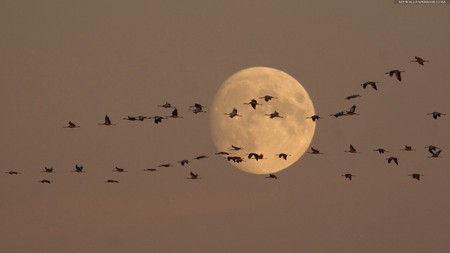 full moon - moon, nature, full, beautiful, south, fly, birds