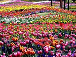 flowers-in-greenhouse-2